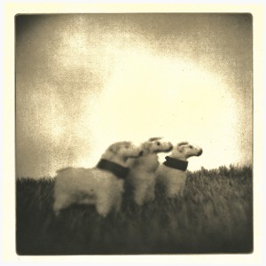 Sheep