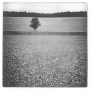 Lone Tree in Field
